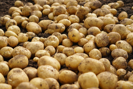 Fresh potato lying on the ground, good harvest and organic food.の写真素材