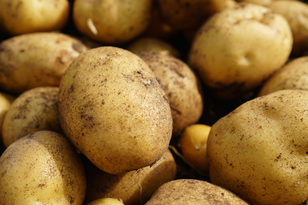 Fresh potato lying on the ground, good harvest and organic food.の写真素材