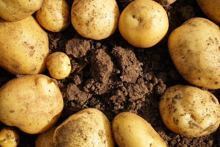 Fresh potato lying on the ground, good harvest and organic food.の写真素材
