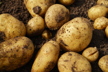 Fresh potato lying on the ground, good harvest and organic food.の写真素材