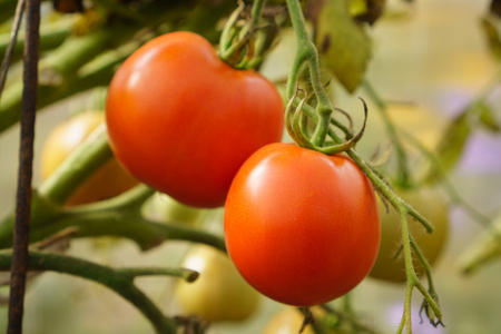 Red tomatoes growing on branch in home garden, closeupの写真素材