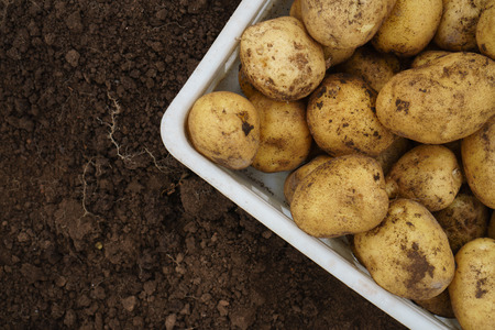 Freshly harvested raw potatoes in a plastic box onfertile soilの写真素材
