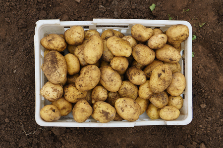 Freshly harvested raw potatoes in a plastic box onfertile soilの写真素材