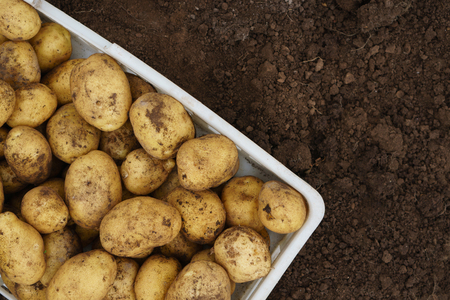 Freshly harvested raw potatoes in a plastic box onfertile soilの写真素材