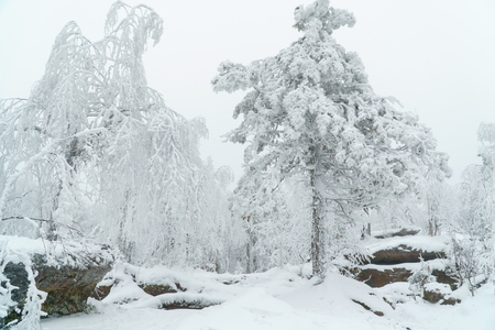 Beautiful white winter forest landscape with trees covered with snow, fairy taleの写真素材