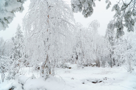 Beautiful white winter forest landscape with trees covered with snow, fairy taleの写真素材