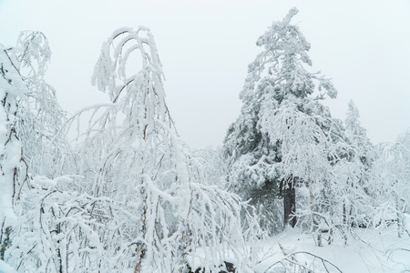 Beautiful white winter forest landscape with trees covered with snow, fairy taleの写真素材