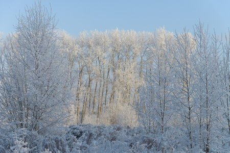 Winter wonderland. Trees in frost on the background of snowy forest.の写真素材