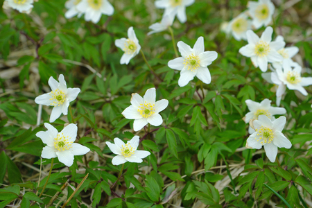 Snowdrop anemone, white and yellow beautiful flowers on spring meadow .の写真素材