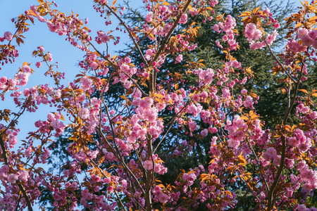 Spring cherry blossom, tree branches with beautiful pink flowers on sun, view up from below.の写真素材