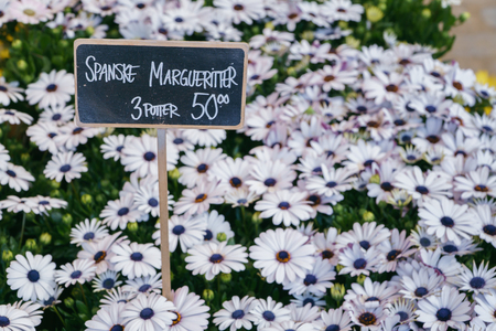 Beautiful fresh pink daisy flowers on the market.の写真素材