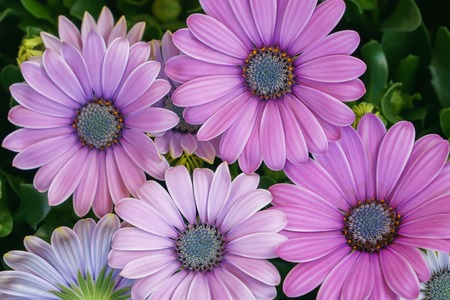 Beautiful fresh pink daisy flowers closeup, top view.の写真素材