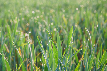 Green grass with drops of dew at sunrise. Beautiful morning sunlight spring season.の写真素材