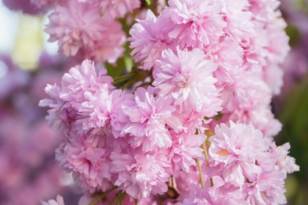 Spring blossom, sakura tree branch closeup, beautiful pink flowers on sunの写真素材