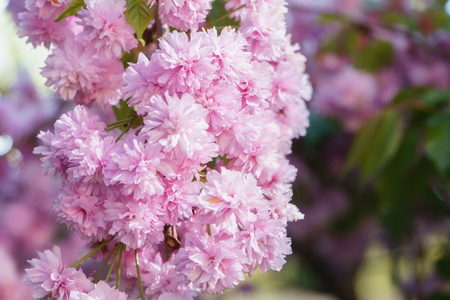 Spring blossom, sakura tree branch closeup, beautiful pink flowers on sunの写真素材