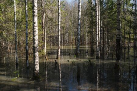 High water in spring forest, flooded trees in bright sunny morning after river flood.の写真素材