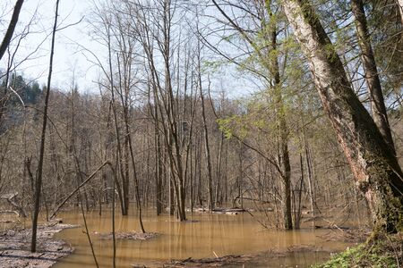 High water in spring forest, flooded trees in bright sunny morning after river flood.の写真素材