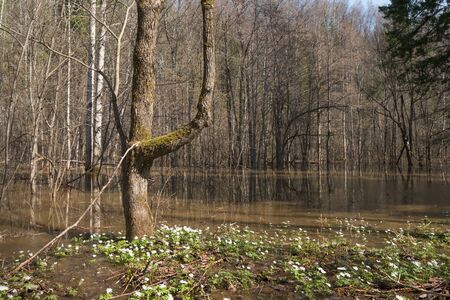 High water in spring forest, flooded trees in bright sunny morning after river floodの写真素材