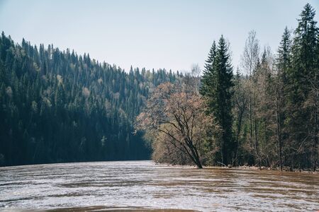 Flooding of river in spring after fast melting of snow. Flood in forest.の写真素材
