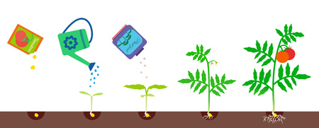 Vector illustration of plant growth. Tomato growing stages. Gardening processのイラスト素材