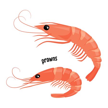Fresh prawns vector illustration isolated on whiteのイラスト素材
