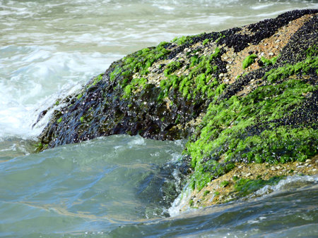 musg and other things in a rock, green beautiful color