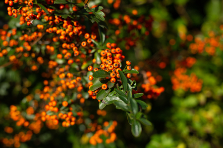 Beautiful lush pyracantha bush with green foliage and orange berries in sunlight, Oxford, United...