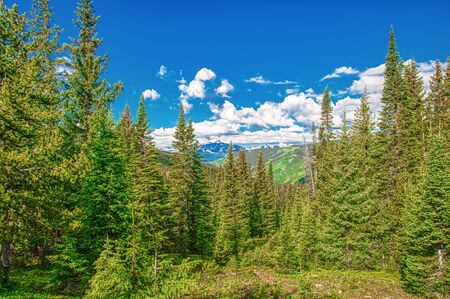 A mountain forest background with spruce pine trees , peaks and blue sky.