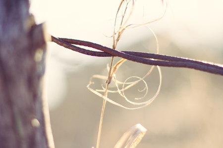 Warm background with a country feel with hay and a wire fenceの写真素材