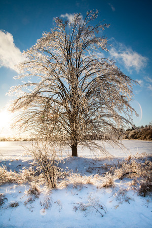 After an ice storm, the tree is covered in a layer of ice, which shows a sunlit glow in all of its branchesの写真素材