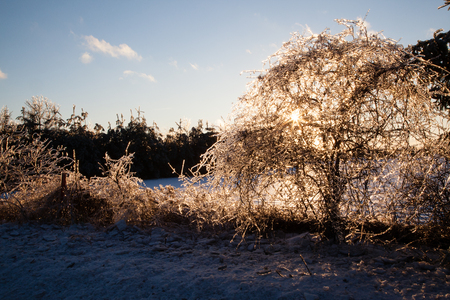 After an ice storm, the trees and bushes are covered in a layer of ice, which shows a sunlit glow in all of its branchesの写真素材