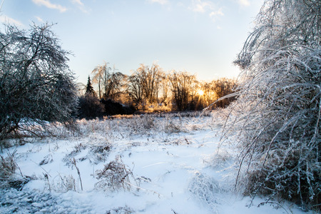 After an ice storm, the trees and bushes are covered in a layer of ice.の写真素材