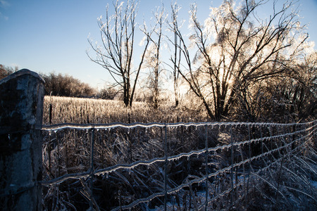 After an ice storm, the fence and trees are covered in a layer of ice, which catches the sun and lights up for a unique and beautiful winter scene.の写真素材