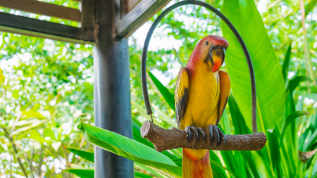 Parrot toy in the forest., Parrot on the perch in the garden.の写真素材