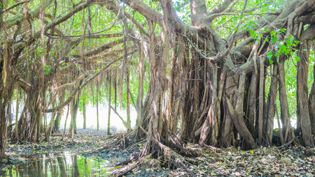 Very big banyan tree in the jungle.,Tree of Life, Amazing Banyan Treeの写真素材