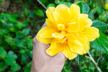 yellow flower on my hand in the garden ,This flower is hibiscus or china rose.の写真素材