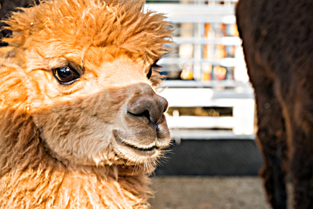 The brown alpaca close upの写真素材