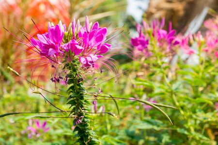 Purple cleome in the garden.の写真素材