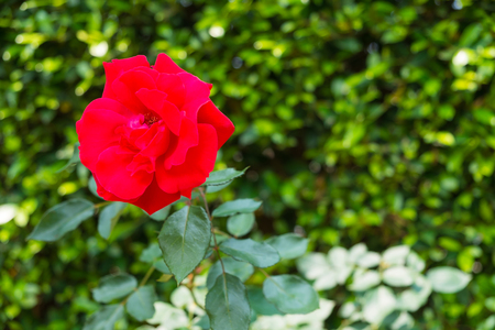 The red rose is a symbol of love. The red rose in the garden.の写真素材
