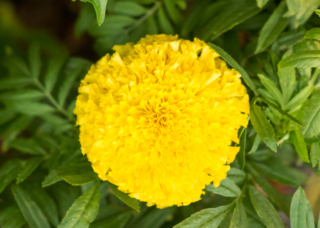 marigold flower in the gardenの写真素材