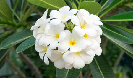 The Plumeria Bouquet on treeの写真素材