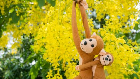 Monkey climbing tree , Purity of Love, Cassia Fistula is abstract of love and romanticの写真素材