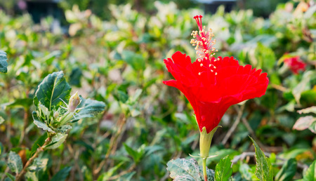 The red hibiscus flower in the gardenの写真素材