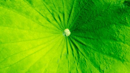 Lotus leaf background and texture, Beatiful nature backgroundの写真素材