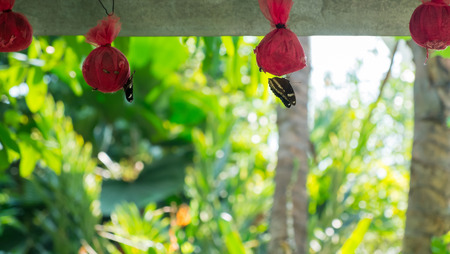 Butterfly and bee are nectar, Black butterfly in the gardenの写真素材