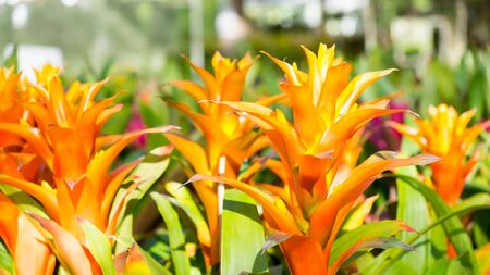 Guzmania flowers or Bromeliads flowers in the gardenの写真素材