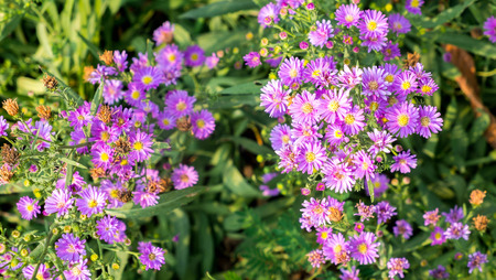 Purple cutter flowers in the garden, fresh and dry out flowersの写真素材