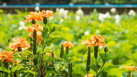 Orange flowers background, Beautiful flowers backgroundの写真素材