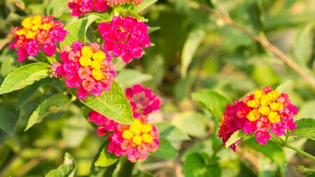 the red sage; Lantana camara; Cloth of Goldの写真素材