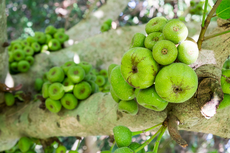 Ficus carica tree, Ficus racemosa tree, Fig on tree, common figs on tree